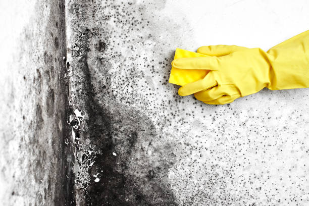 Best Professional Mold Removal  in Edmond, OK