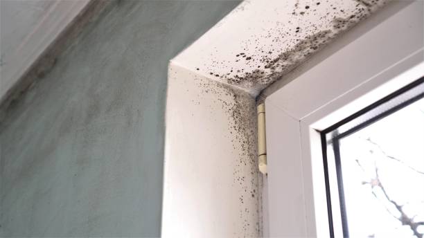 Best Home Mold Removal  in Edmond, OK