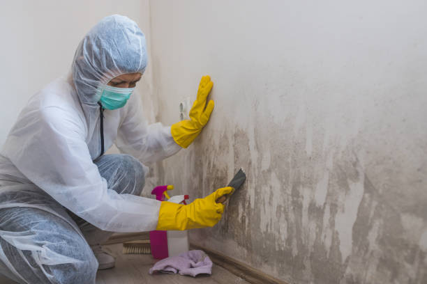 Best Local Mold Removal Service  in Edmond, OK