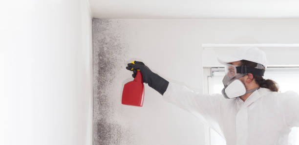 Reliable Edmond, OK Mold Removal Solutions