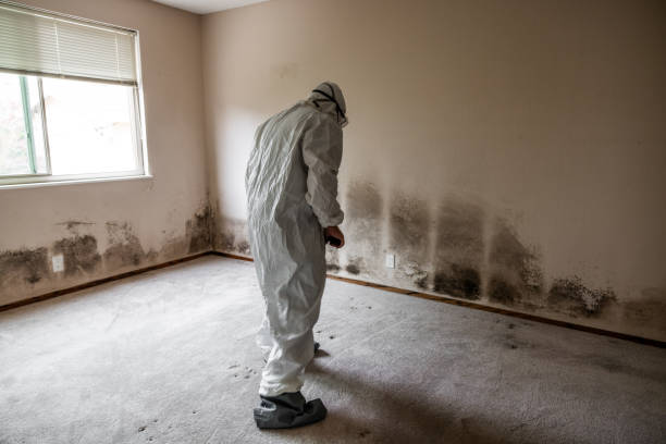 Best Same-Day Mold Removal  in Edmond, OK