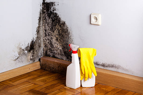 Best Attic Mold Removal  in Edmond, OK