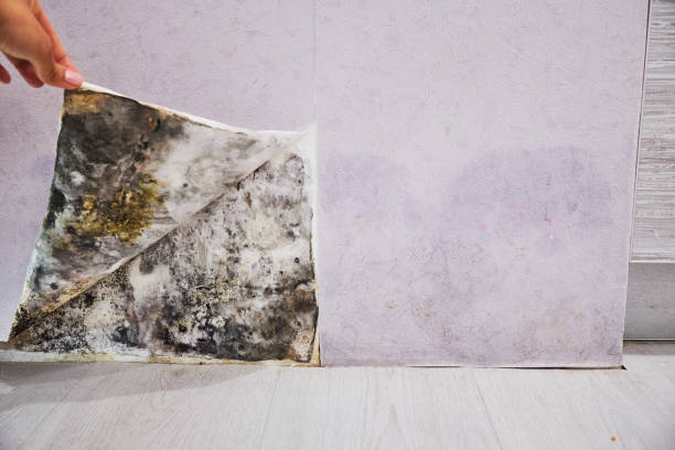 Best Commercial Mold Removal  in Edmond, OK